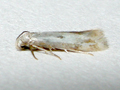 Elachista albidella